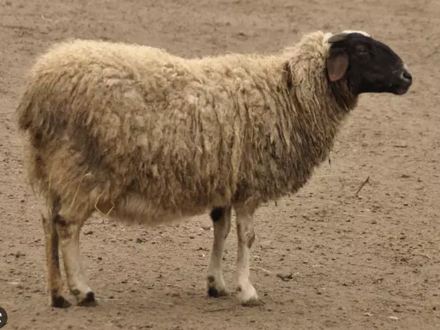 Balbas sheep