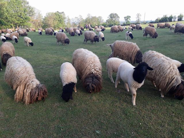 Balusha sheep