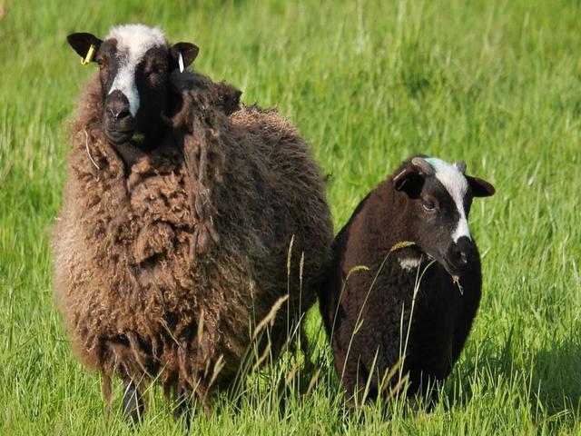Balwen sheep