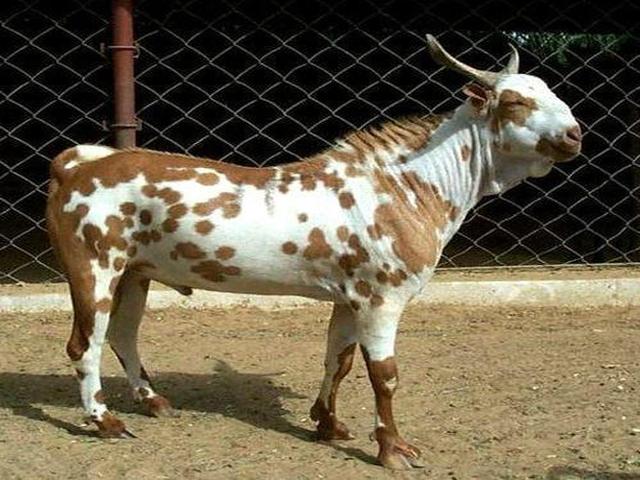 Barbari goats