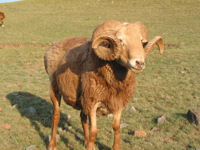 Bashbay sheep