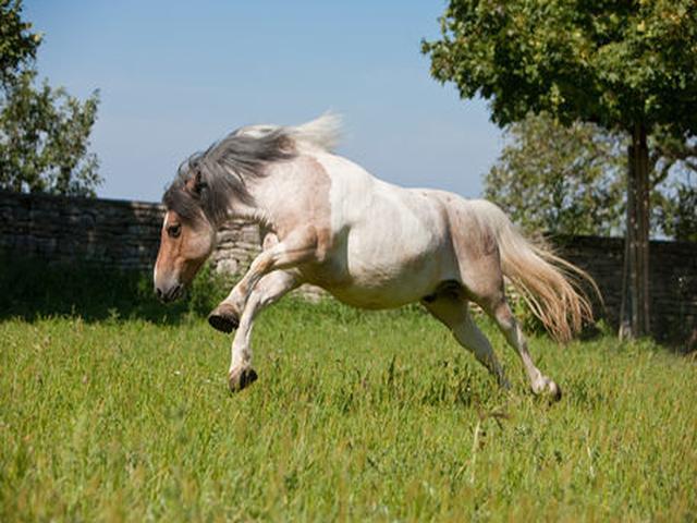 Basque pony
