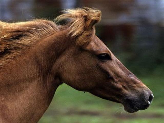 Batak pony