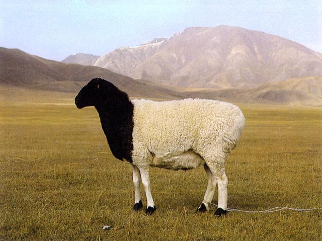 Bayinbuluke sheep