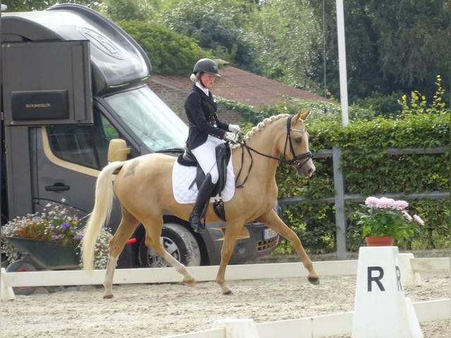 Belgian Riding Pony