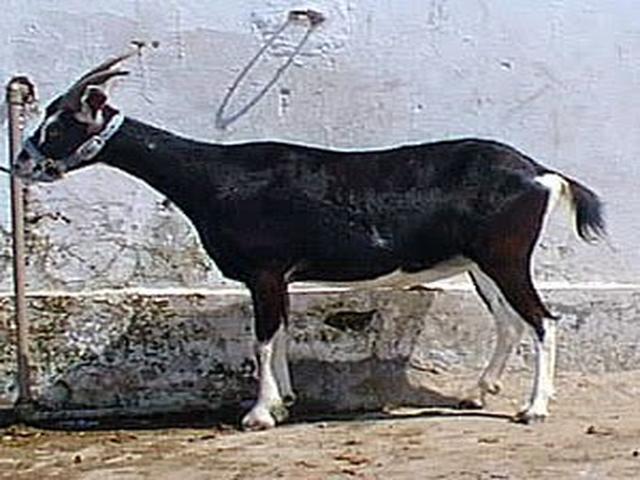 Benadir goat