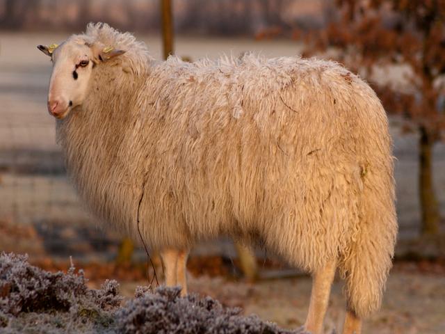Bentheimer Landschaf sheep