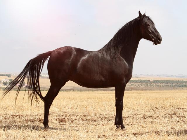 Berber horse