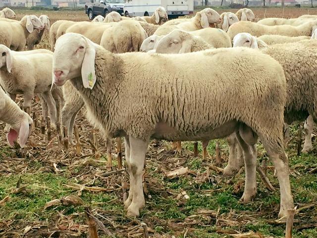 Bergamasca sheep