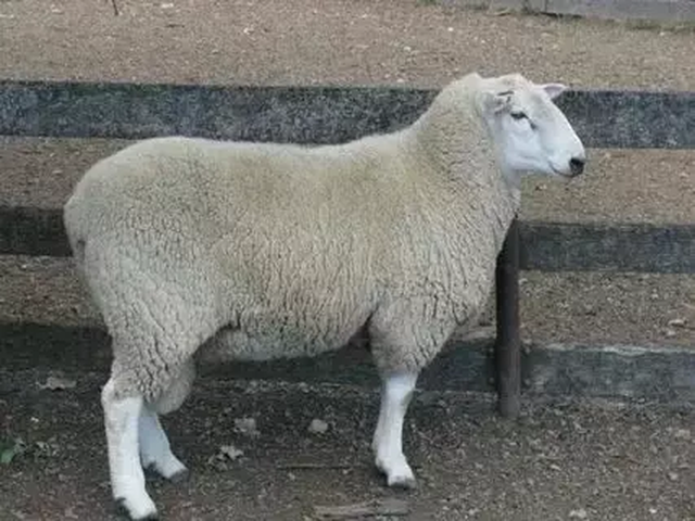 Bessarabian sheep