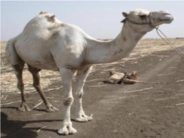 Bishari camel