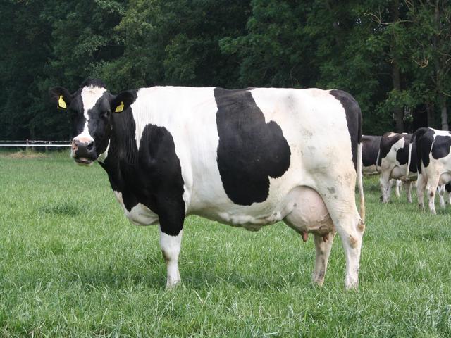 Holenderska krowa (Wymarła)