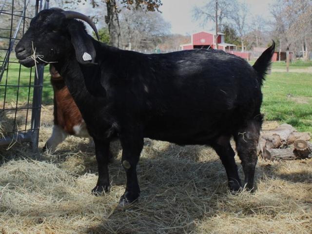 Black Bengal goats