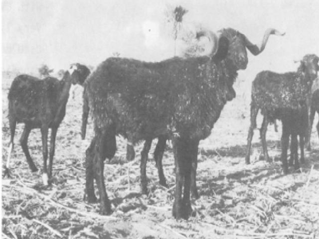 Black Maure sheep