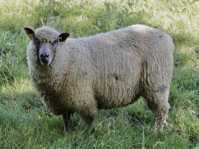 Bleu-du-maine sheep