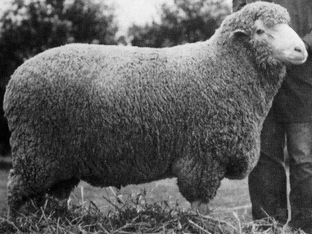 Bond sheep