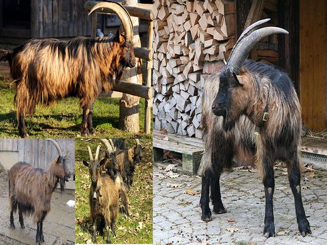 Booted Goat