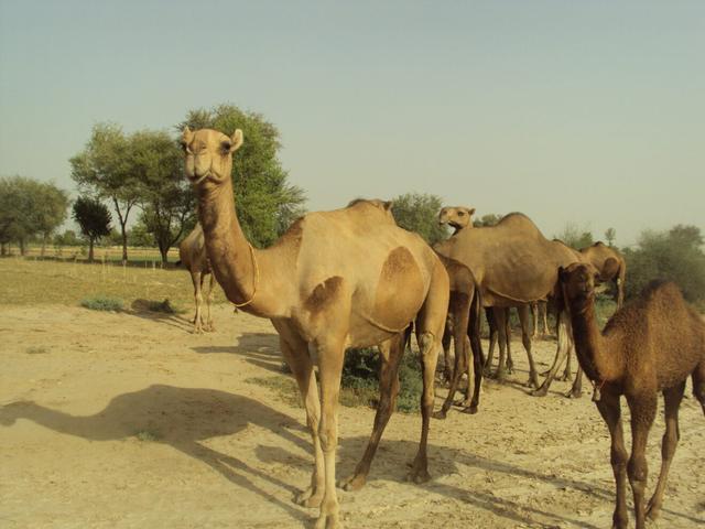 Brela camel