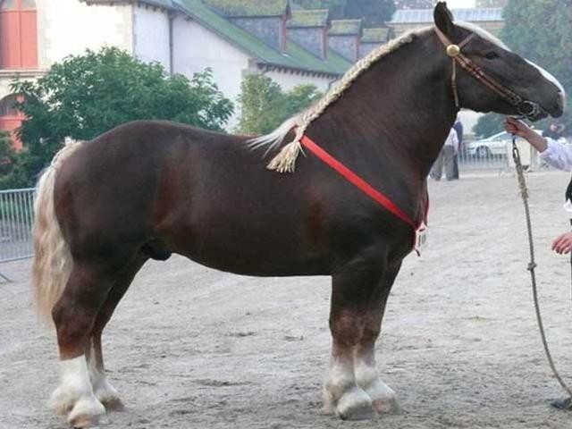 Breton horse