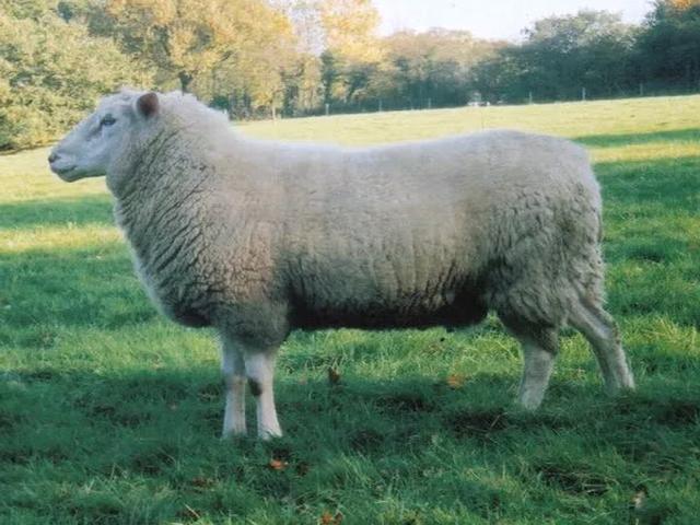 British  Milksheep