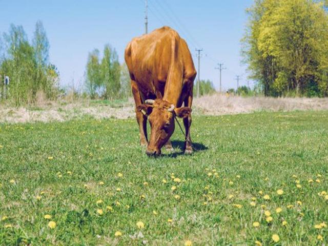 Brązowa karpacka rasa