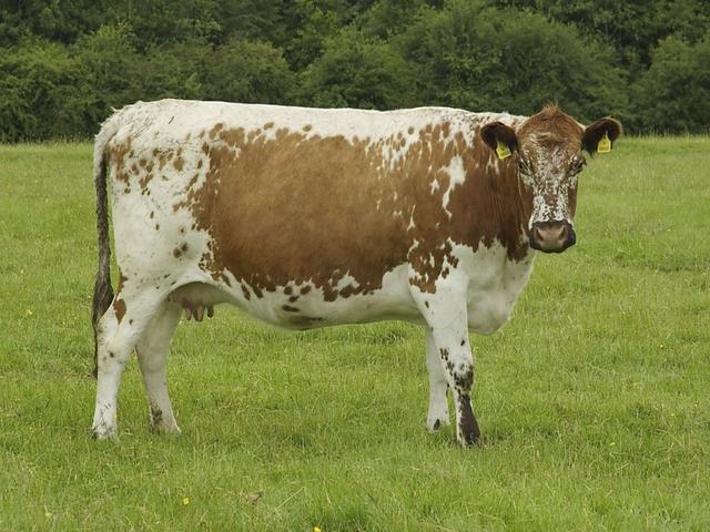 Krowa buszujewska