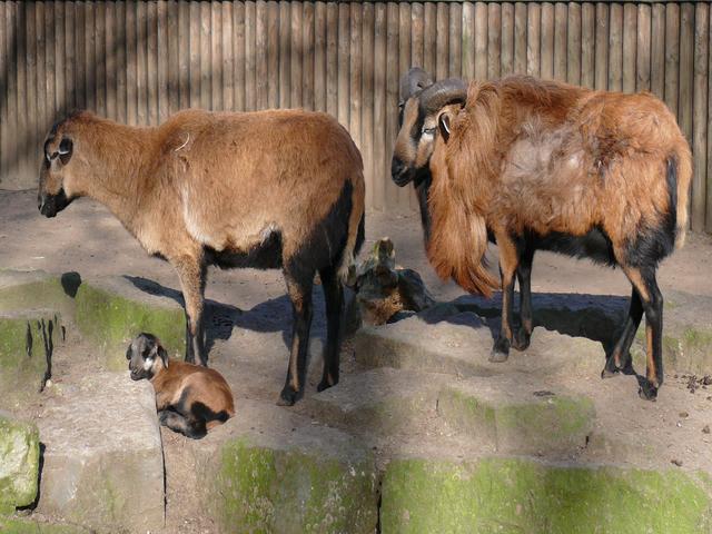 Cameroon sheep