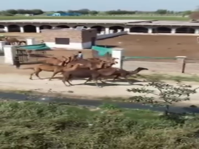 Campbelpuri camel