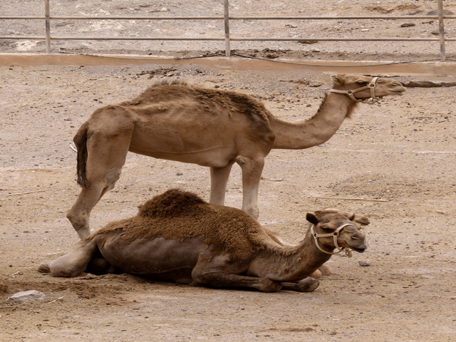 Canarian camel
