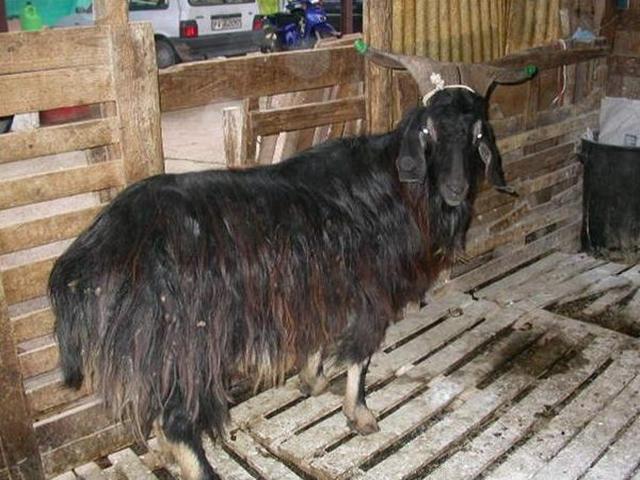 Capestrina goats