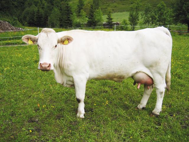 Krowa karniola biała