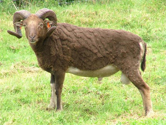 Castlemilk Moorit sheep