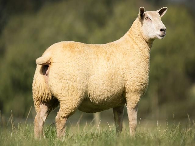 Charollais sheep
