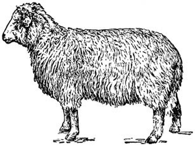 Cherkasskoe sheep