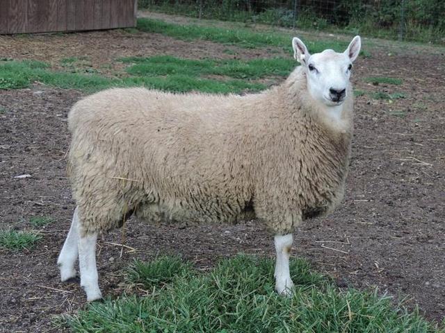 Cheviot sheep
