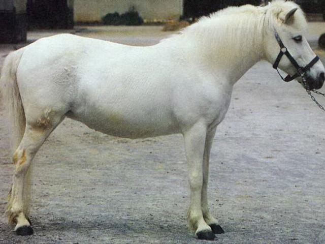 Chinese guoxia