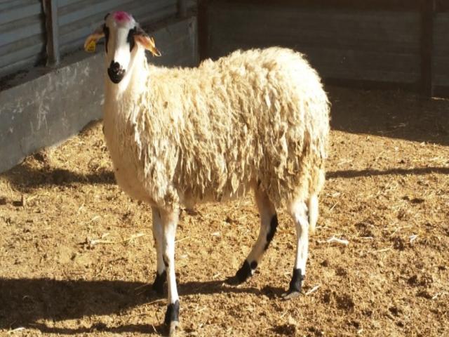 Chios sheep