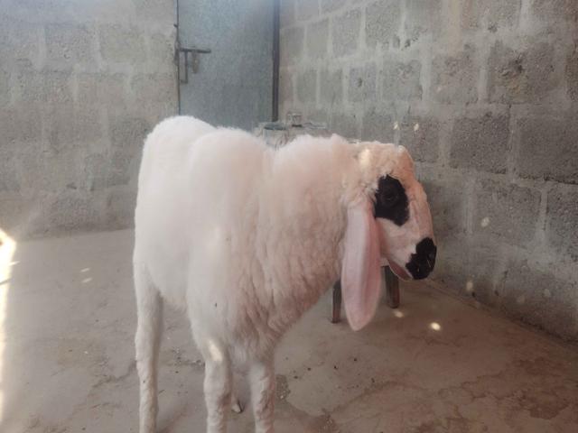 Cholistani sheep