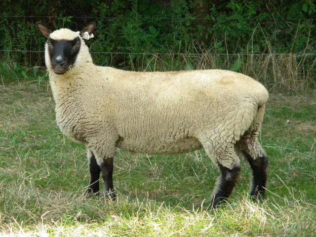 Clun Forest sheep