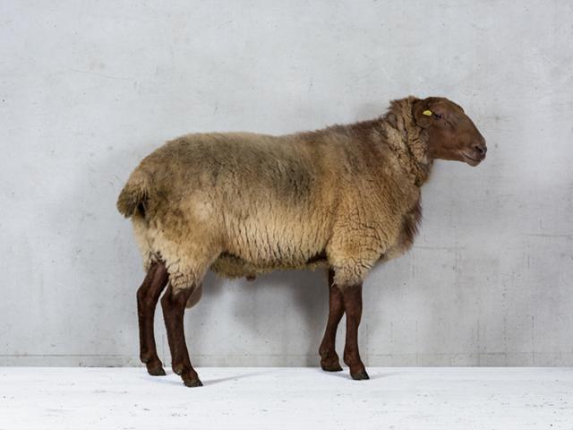 Coburg Fox sheep