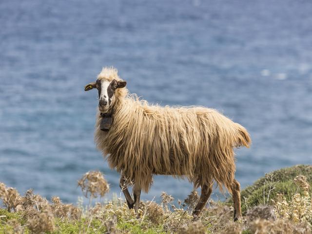 Comisana sheep