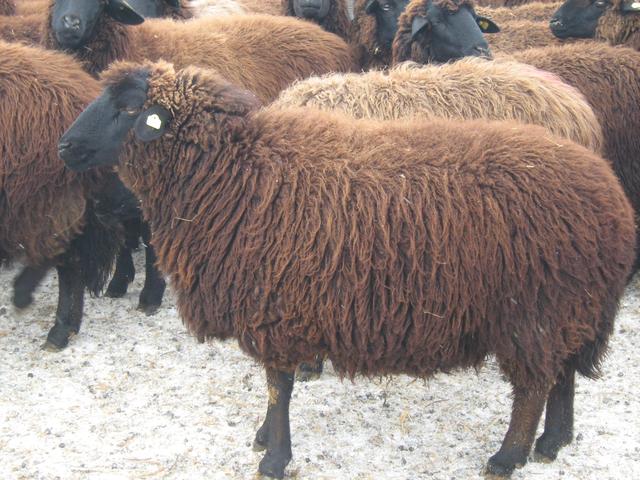 Copper-red Shumen sheep