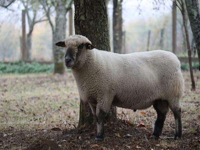 Dorset down sheep