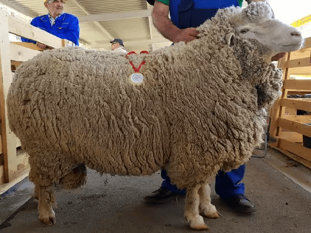 Dagestan Mountain sheep