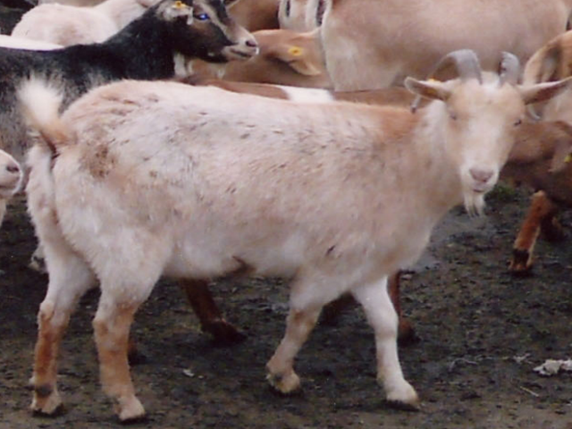 Dagestan coarsewool goat