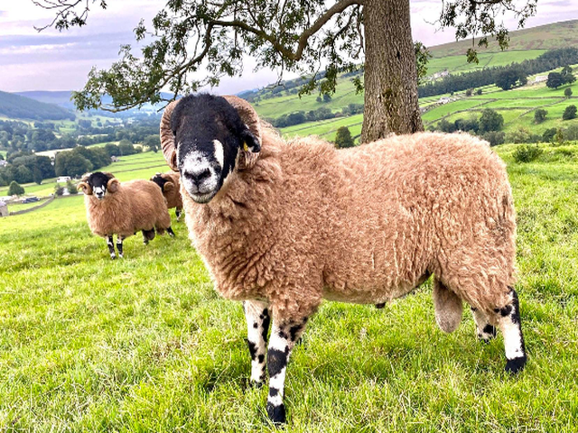 Dalesbred sheep