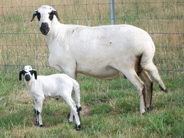 Damara sheep