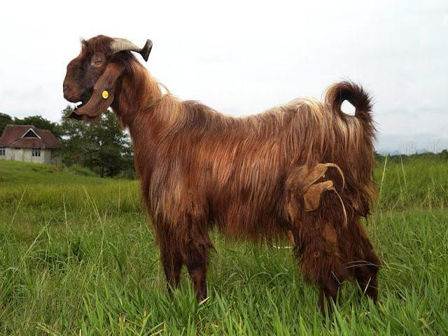 Damask goat