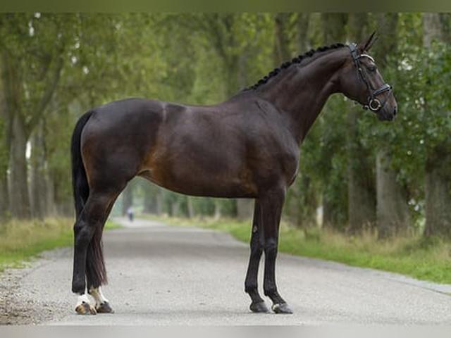 Danish warmblood