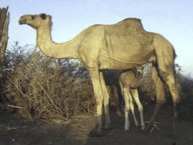 Dankali camel